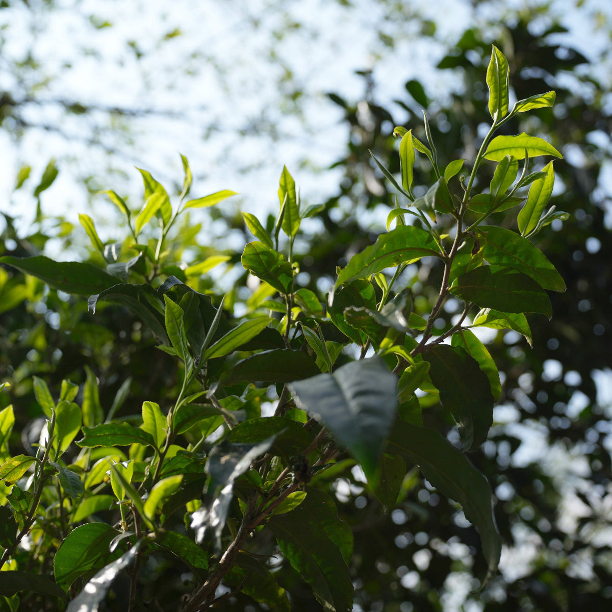Ai Lao Sheng (Raw) Pu-erh Cake Regular Tea Choice