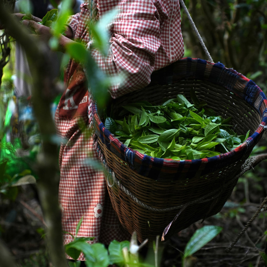 Ai Lao Shou (Ripe) Pu-erh Cake Afternoon Sip Selection
