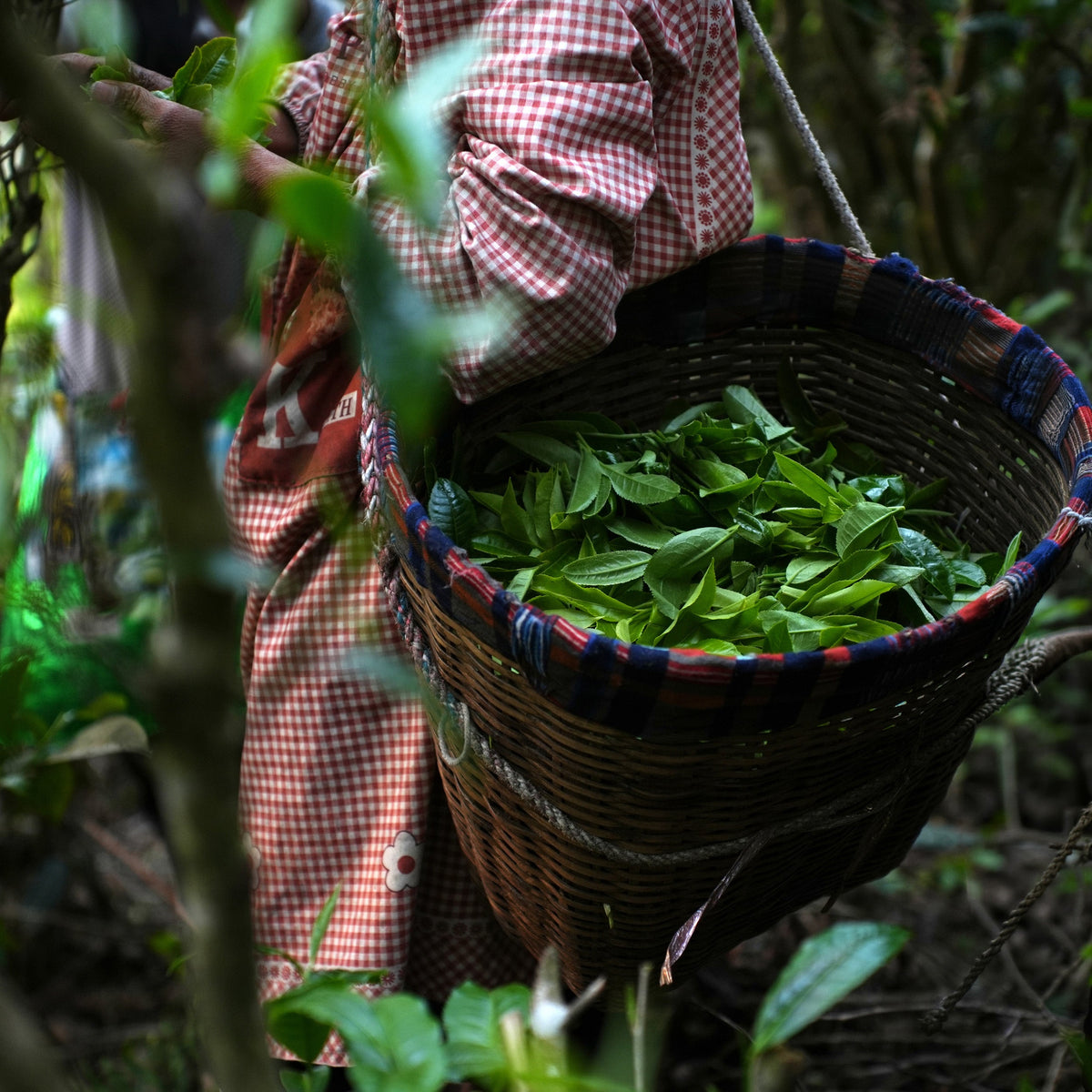 Ai Lao Shou (Ripe) Pu-erh Cake Afternoon Sip Selection
