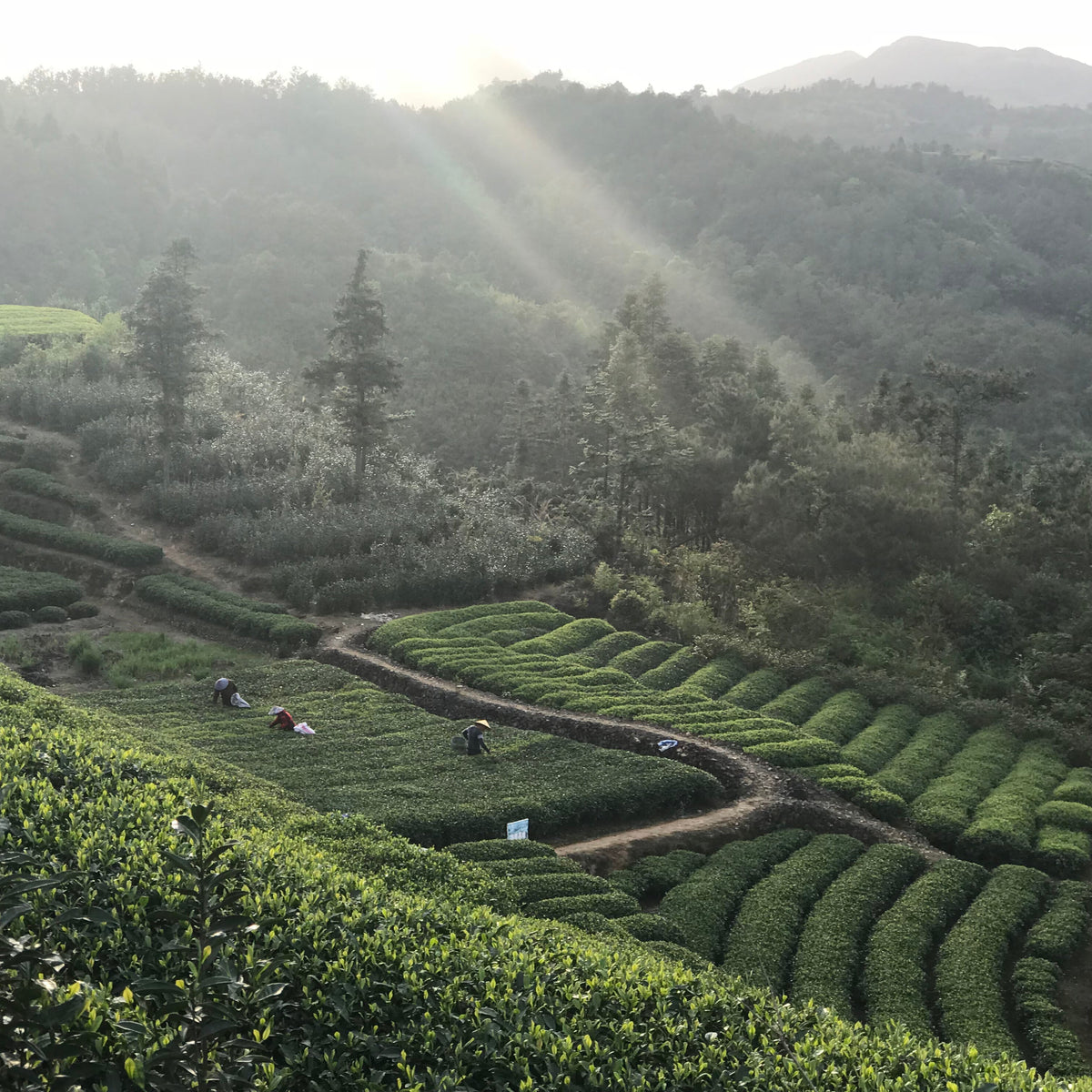 Bai Mu Dan Late Afternoon Tea Moment