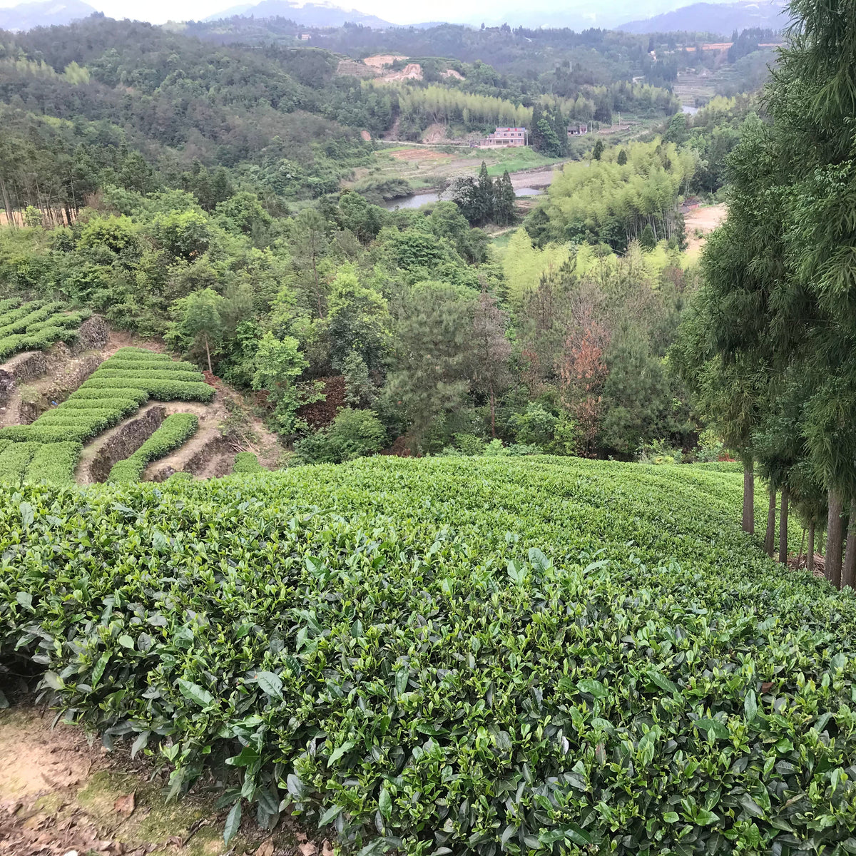 Bai Mu Dan Late Afternoon Tea Moment