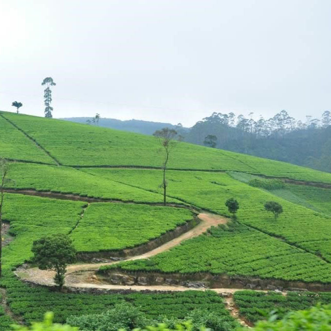 Ceylon Dimbula Shared Tea Pick
