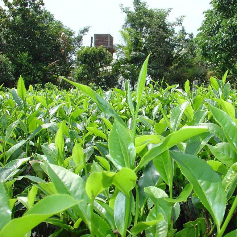 Ceylon Dimbula Shared Tea Pick