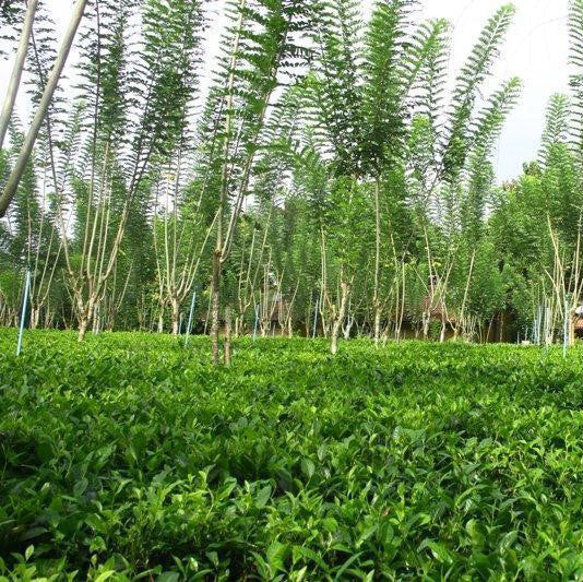 Ceylon Dimbula Shared Tea Pick