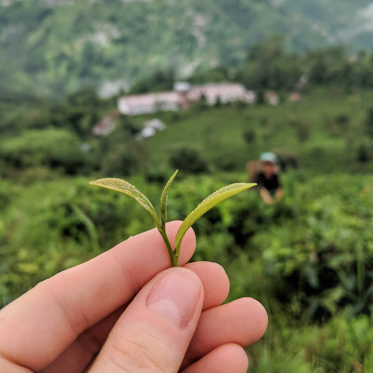 A close up of a freshly plucked tea leaf